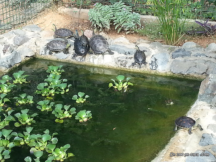 ¿Cómo construir un estanque para tortugas prefabricado?