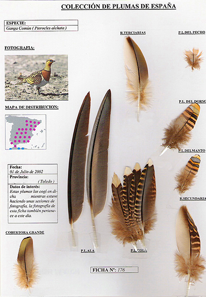 ¿Cómo identificar las plumas de las aves?
