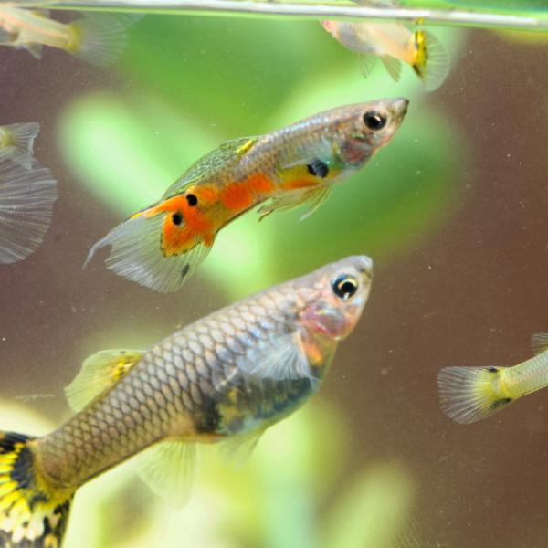 Cómo saber si un pez está embarazado