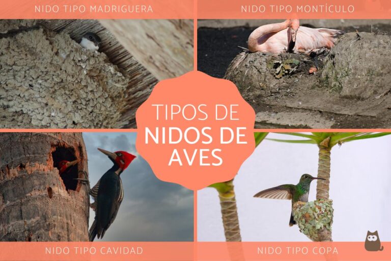¿Cuáles son los diferentes tipos de nidos de aves?