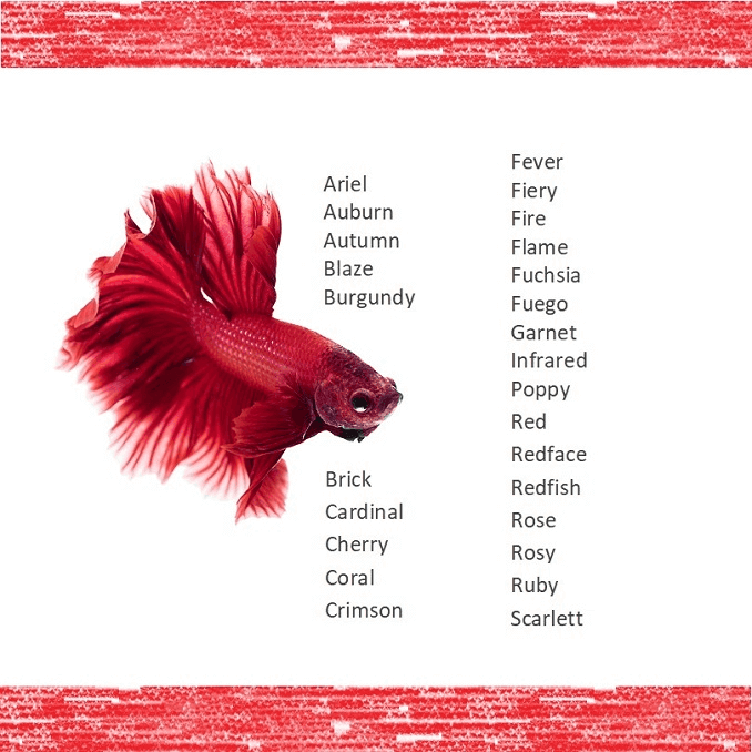 ¿Cuáles son los mejores nombres para peces?