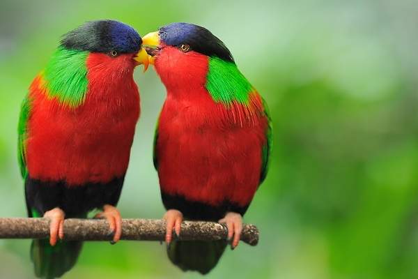 ¿Por qué los pájaros se unen en parejas para toda la vida?