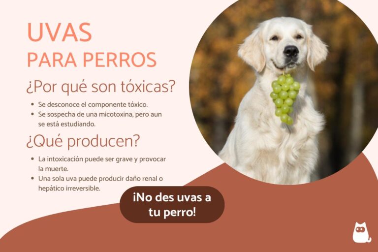 Pueden comer las uvas los perros?