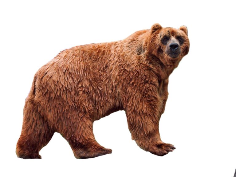 ¿Qué es el oso Kodiak?