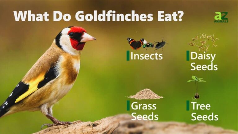 What do small goldfinches eat?