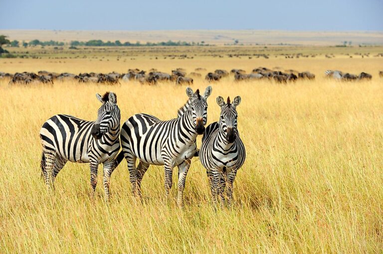 Where do zebras live?